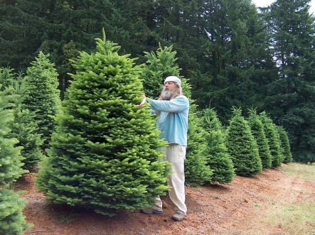 Tips for Choosing the Right Trees for Sale